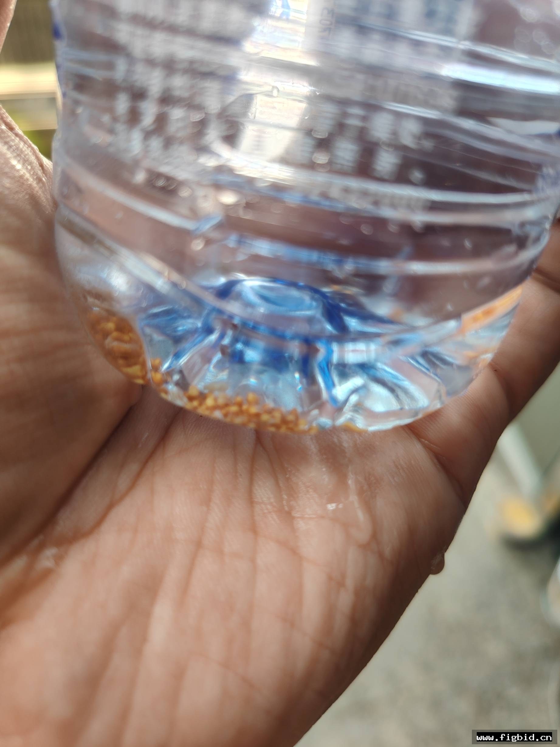分享美丽马耳他 x 271-1无花果种子，沉水种子