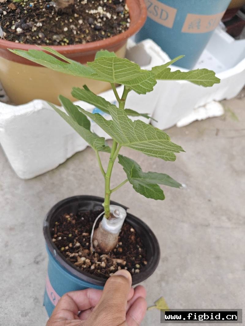 爱丽丝无花果嫁接苗