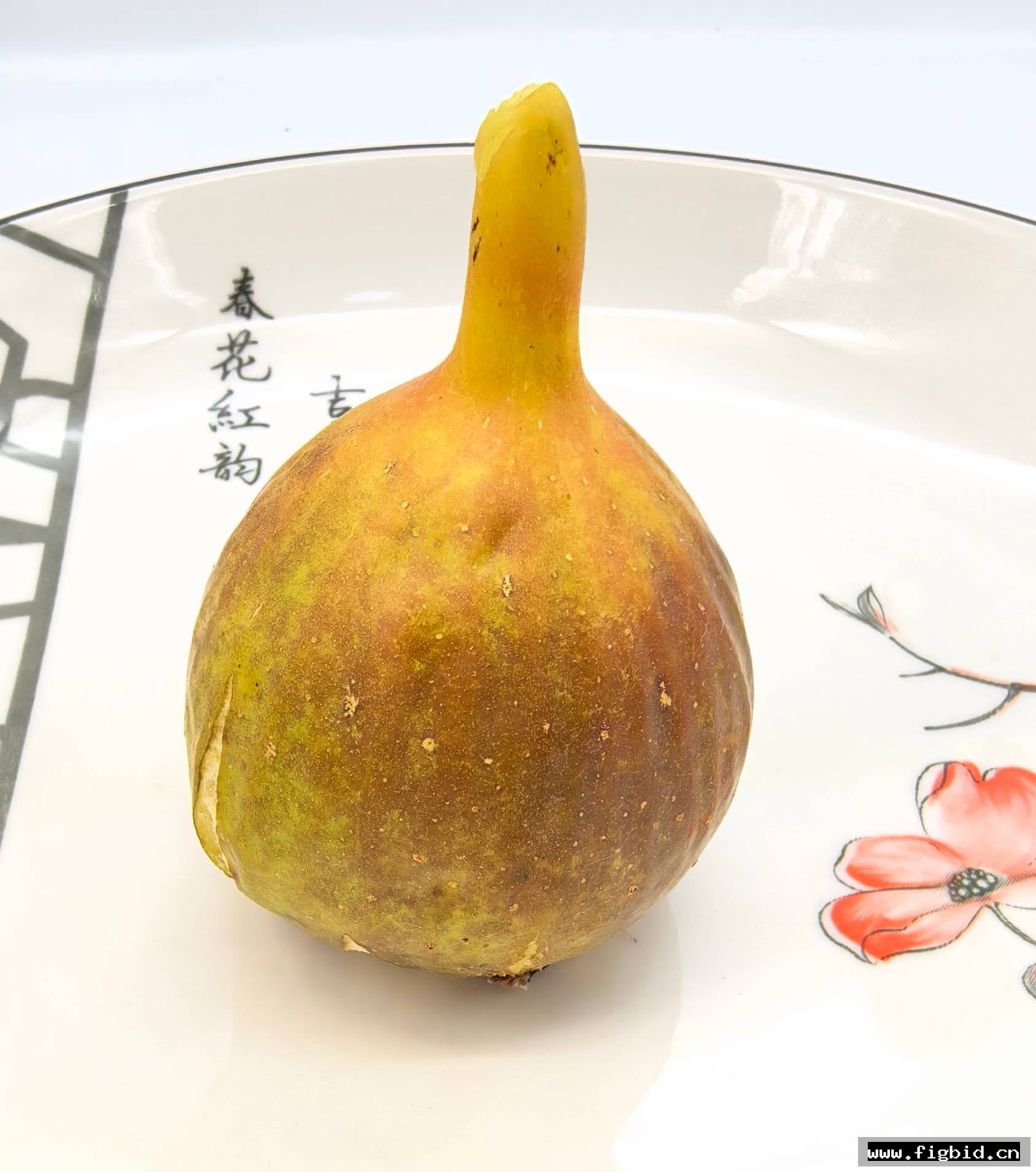 雨红×七彩雄树（96米家族持久性雄树）