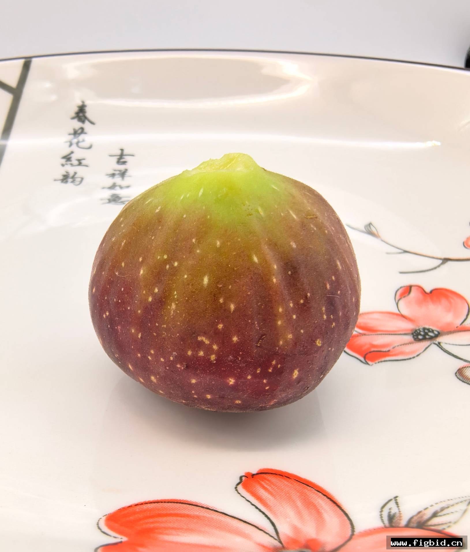 蓝色普罗旺斯×七彩雄树（96米家族持久性雄树）