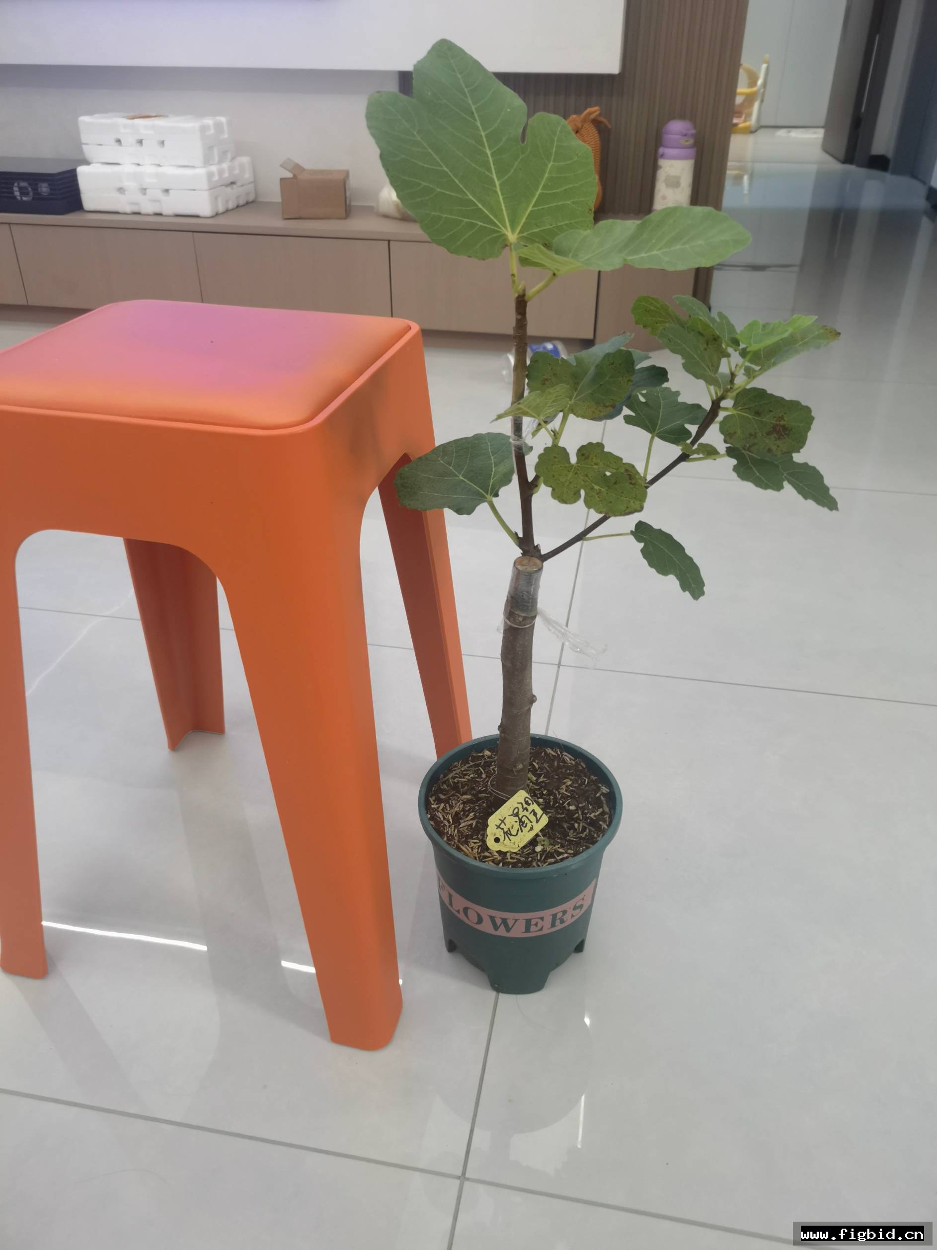 花渴望+欢乐农场主一树双品