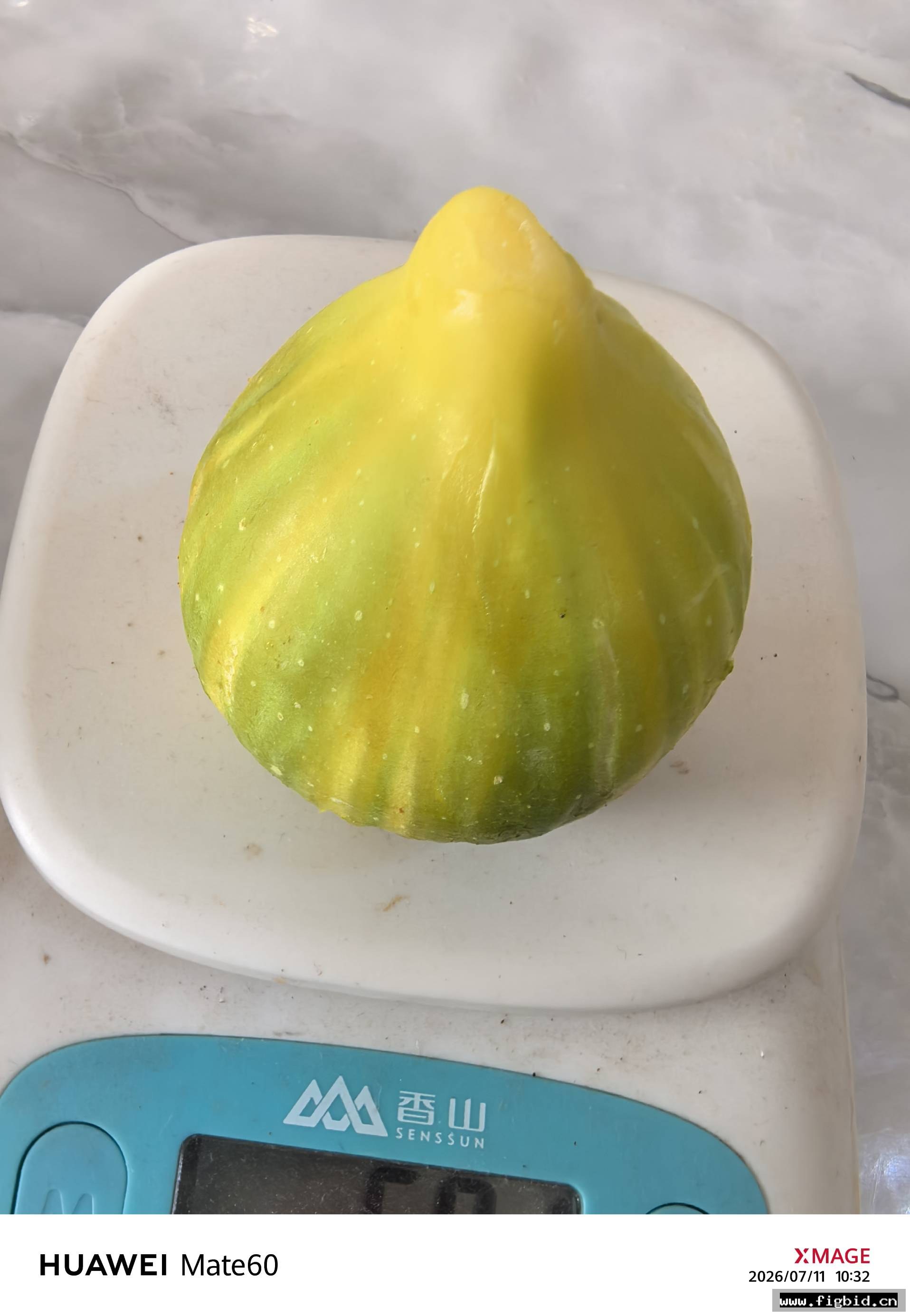 泡泡×七彩雄树（Butler Striped/巴特勒条纹）