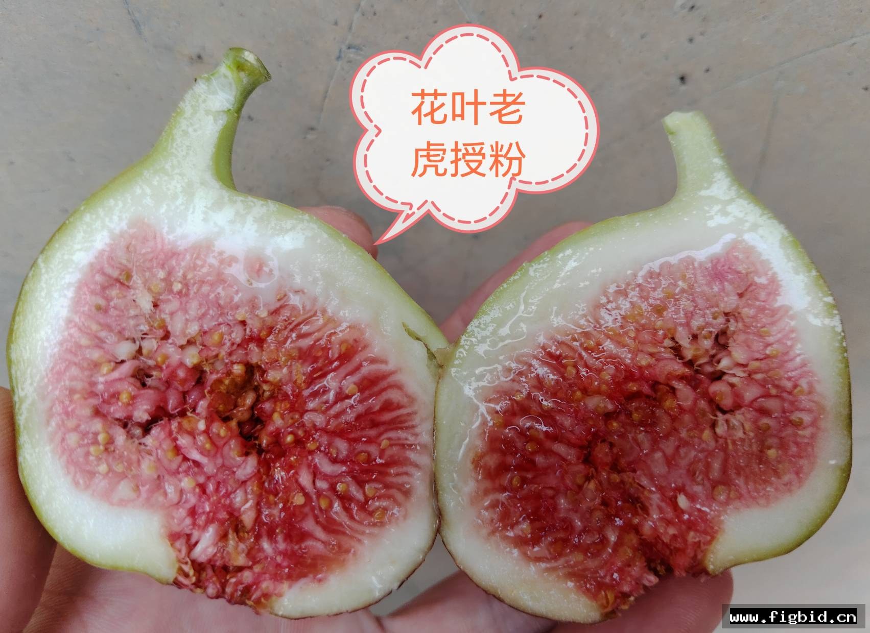 花叶老虎X271种子 0.1g