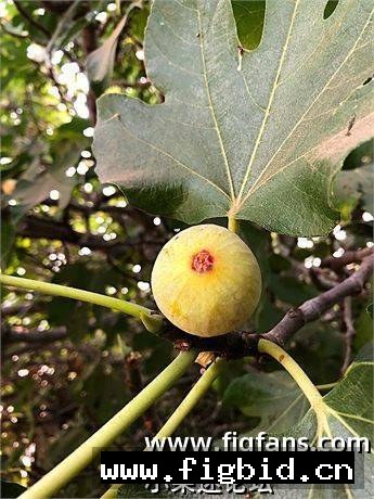 鹧鸪眼 Partridge Eye 无花果 标价为单芽价格 满50包邮