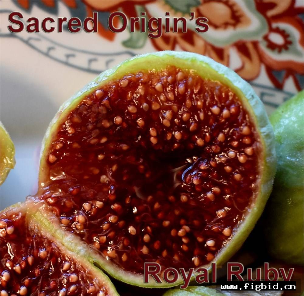 皇家红宝石 Royal Ruby 无花果 标价为单芽价格