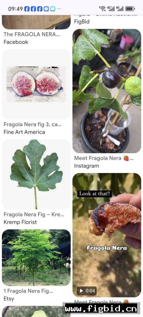 黑色草莓 Fragola Nera 无花果 标价为单芽价格 满50包邮