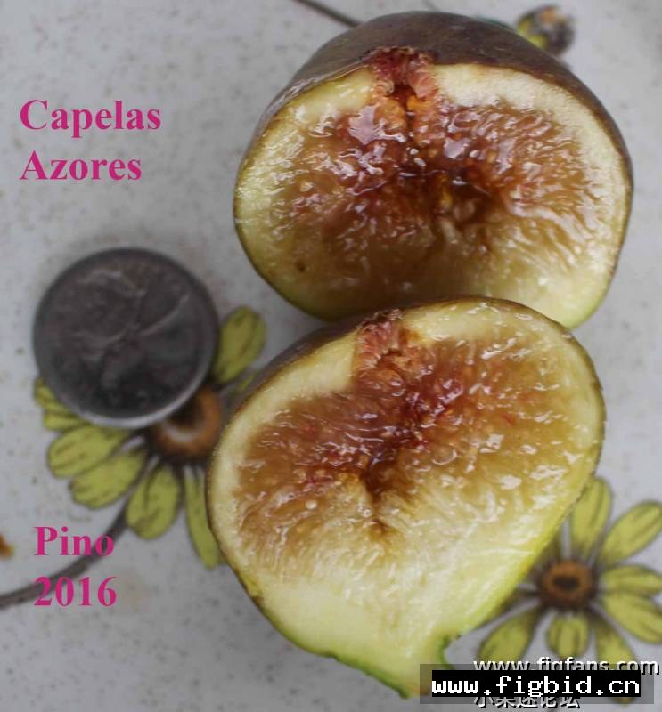 教堂 Capelas Azores 无花果 标价为单芽价格 满50包邮