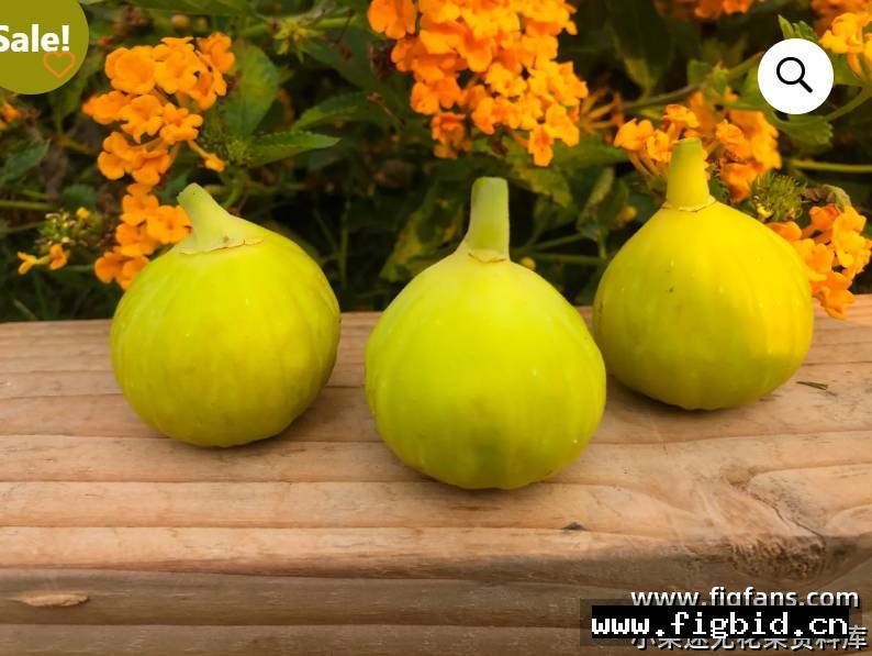娜塔莉娜/NFC Natalina Fico Cirino (Brian) 无花果 标价为单芽价格 满50包邮