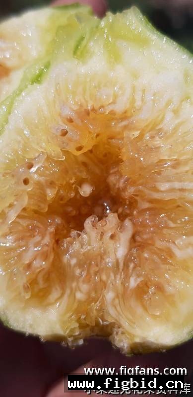 雅典娜 Athena 无花果 标价为单芽价格 满50包邮