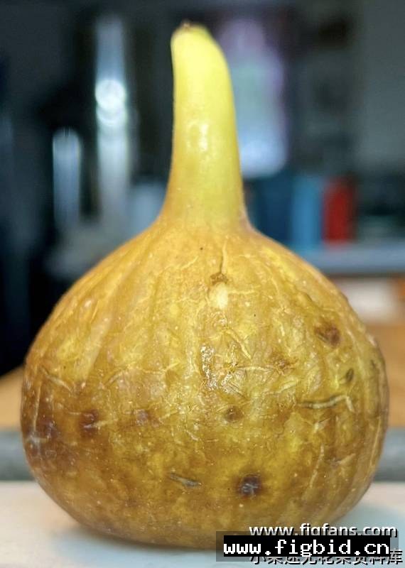 红糖脆片/红糖酥脆 Brown Sugar Crunch 无花果 标价为单芽价格 满50包邮
