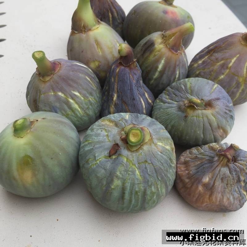 雷卡弗/雷克弗 Reculver FdM 无花果 标价为单芽价格 满50包邮