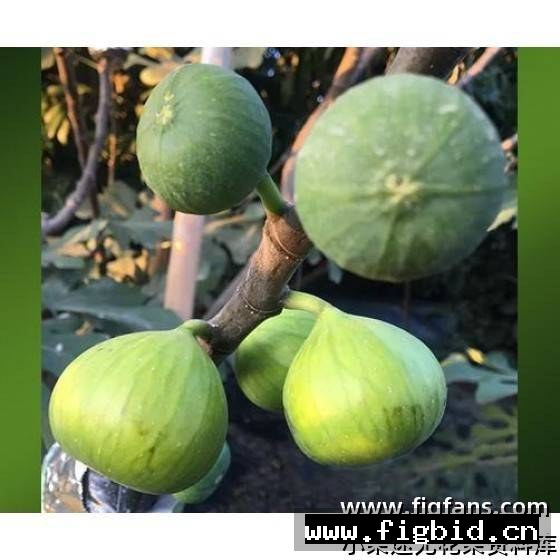 雅典娜 Athena 无花果 标价为单芽价格 满50包邮