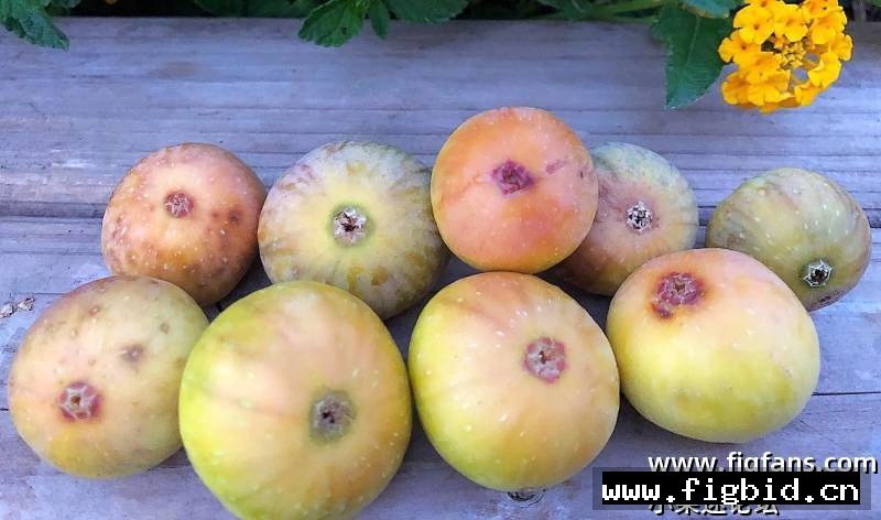 日出 Sunrise （布莱恩） 无花果 标价为单芽价格 满50包邮