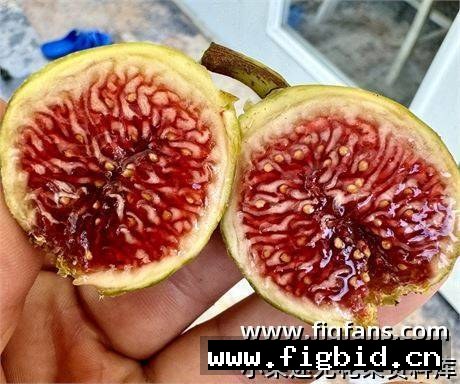 日出之绿 Sunrise Green UNK 无花果 标价为单芽价格 满50包邮