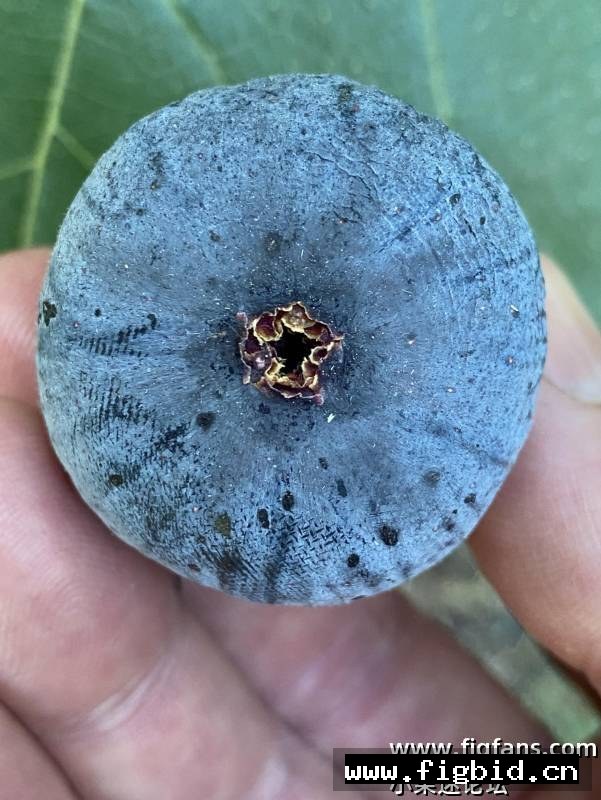 帕斯蒂利埃 雨树 Pastilliere Raintree 无花果 标价为单芽价格 满50包邮
