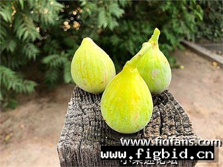 鹧鸪眼 Partridge Eye 无花果 标价为单芽价格 满50包邮