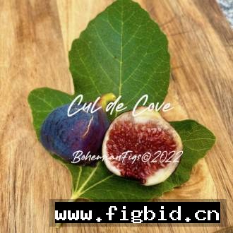 库尔德湾/库尔德卡夫 cul de cove 无花果 标价为单芽价格 满50包邮
