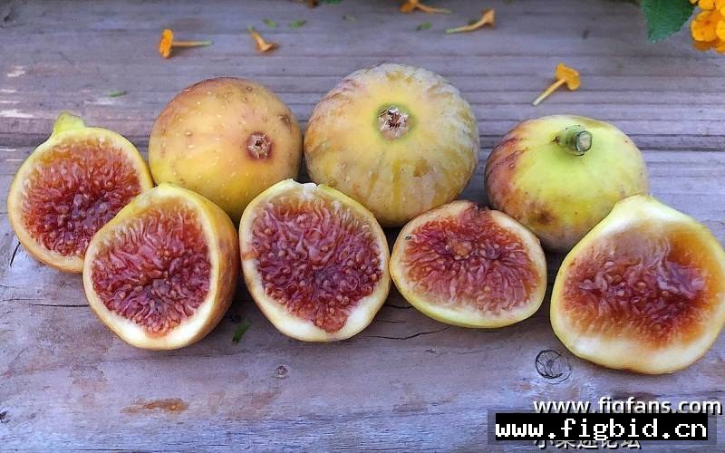 日出 Sunrise （布莱恩） 无花果 标价为单芽价格 满50包邮