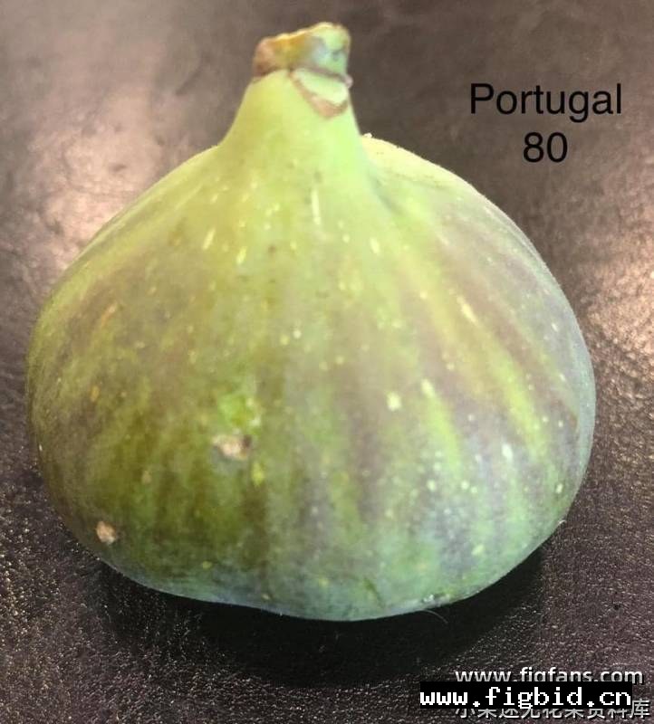 葡萄牙80 Portugal 80 无花果 标价为单芽价格 满50包邮