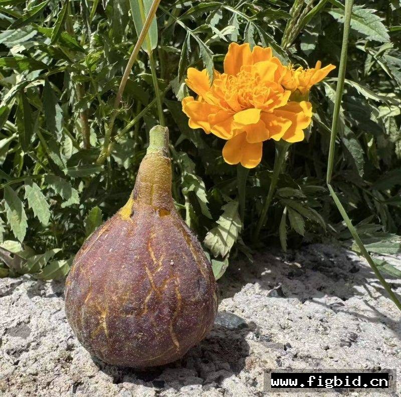 孔德 Conde FdM 无花果 标价为单芽价格 满50包邮