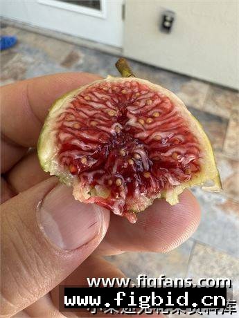 日出之绿 Sunrise Green UNK 无花果 标价为单芽价格 满50包邮