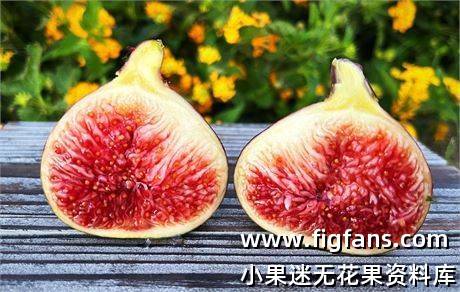 卡斯蒂/卡斯蒂切达 Casticeddah 无花果 标价为单芽价格 满50包邮