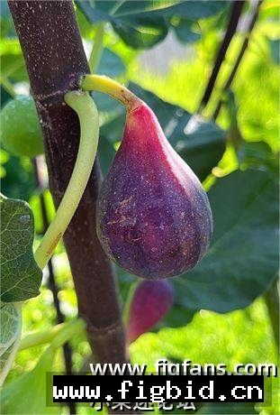 安集延 Andijan（布莱恩） 无花果 标价为单芽价格 满50包邮