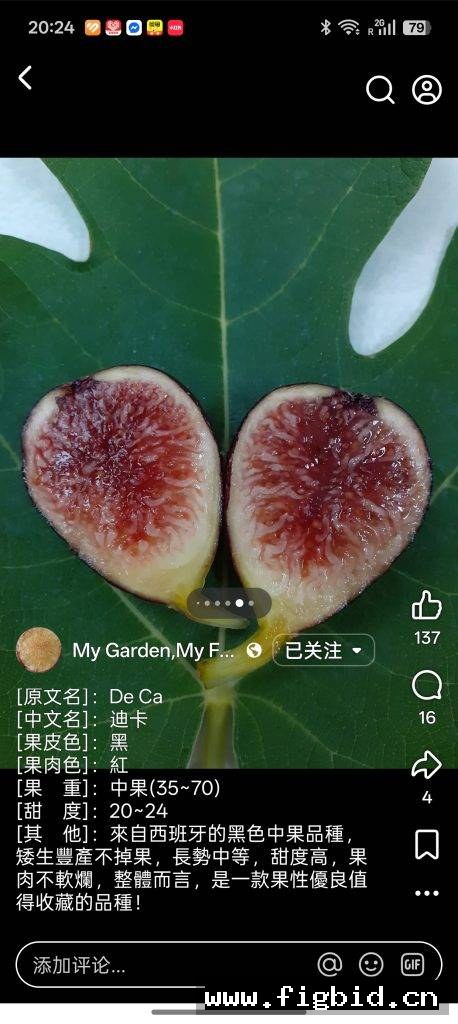 迪卡/德卡 De Ca 无花果 标价为单芽价格