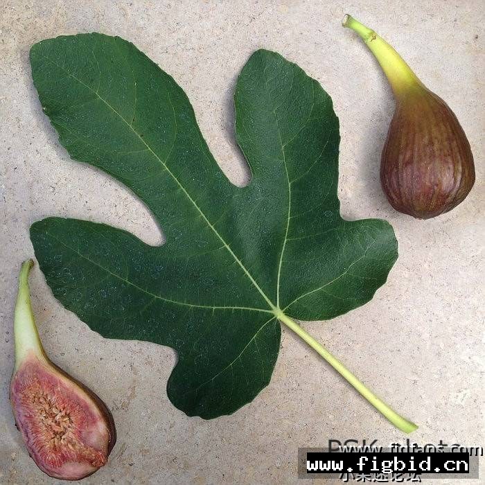 奥林匹亚 Olympian（Richters) 无花果 标价为单芽价格 满50包邮