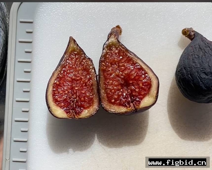 以色列黑 Israeli Black 无花果 标价为单芽价格 满50包邮