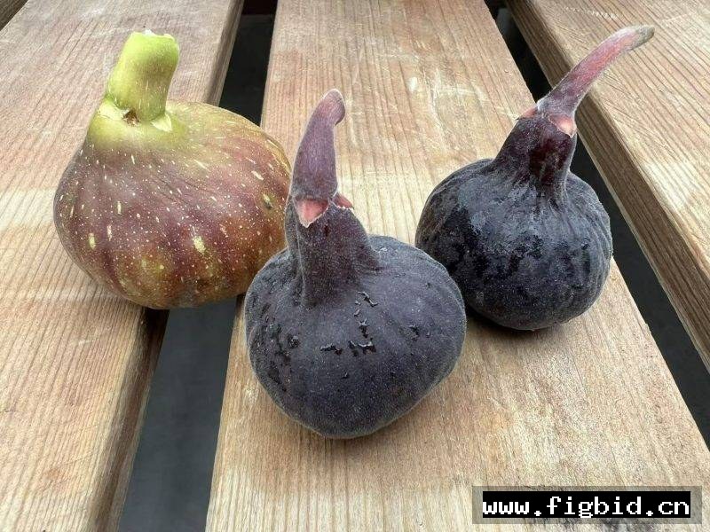 樱桃甜酒 Cherry Cordial (Fig Gazer） 无花果 标价为单芽价格 满50包邮