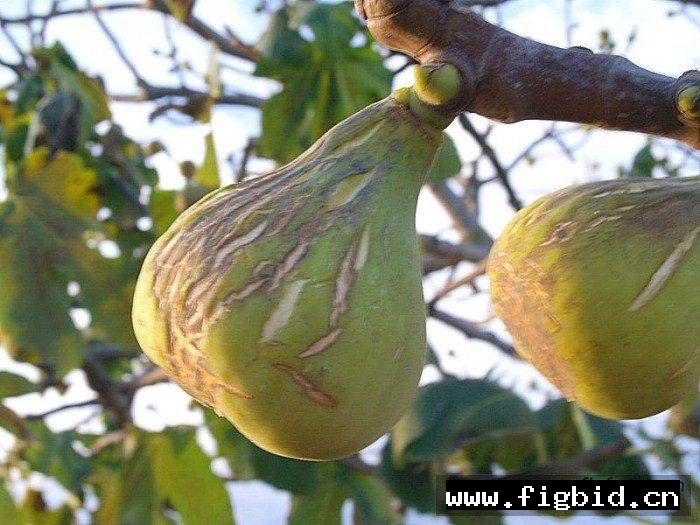 波提冷卡/瓶子 Botilenca 无花果 标价为单芽价格