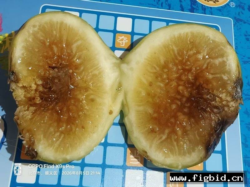 娜塔莉娜/NFC Natalina Fico Cirino (Brian) 无花果 标价为单芽价格 满50包邮