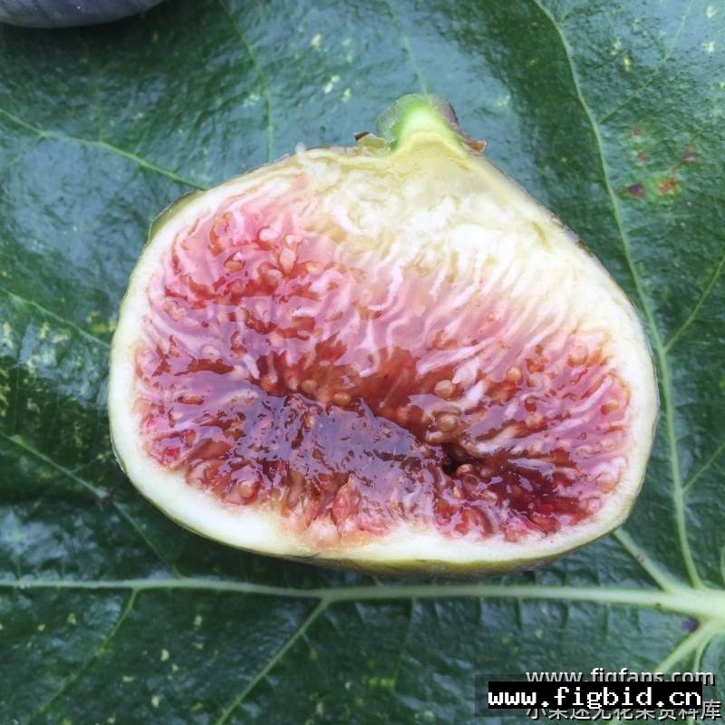 雷卡弗/雷克弗 Reculver FdM 无花果 标价为单芽价格 满50包邮