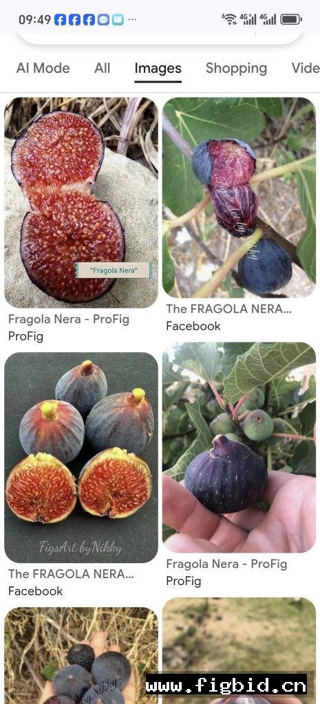 黑色草莓 Fragola Nera 无花果 标价为单芽价格 满50包邮
