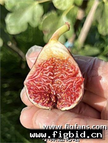 安集延 Andijan（布莱恩） 无花果 标价为单芽价格 满50包邮