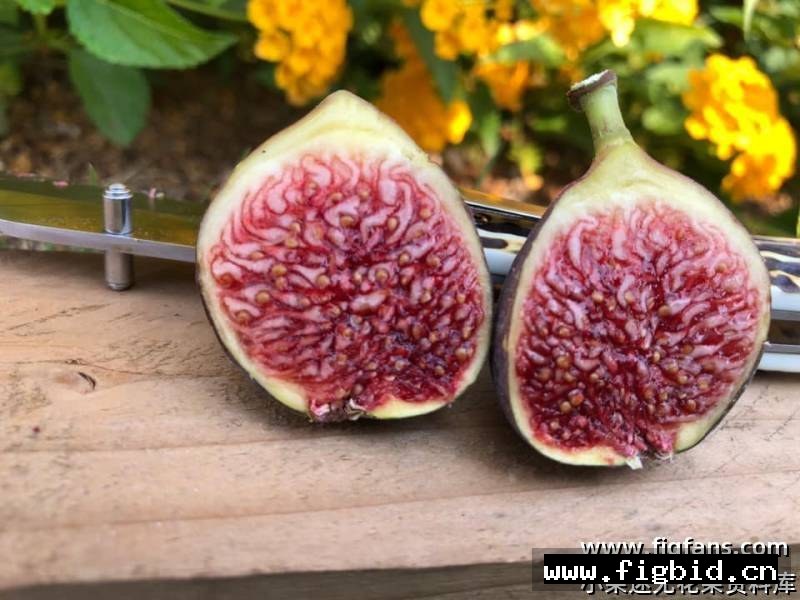孔德 Conde FdM 无花果 标价为单芽价格 满50包邮