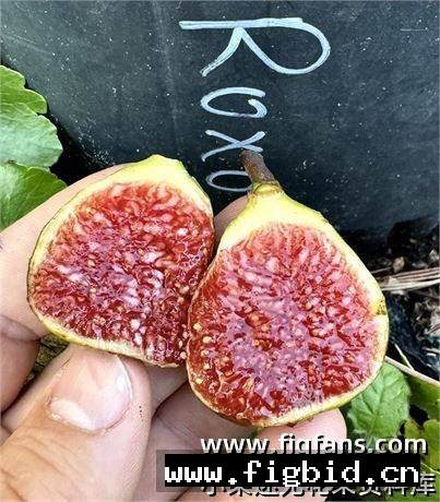 菲戈·罗克索 Figo Roxo 无花果 标价为单芽价格 满50包邮