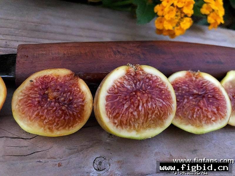 日出 Sunrise （布莱恩） 无花果 标价为单芽价格 满50包邮
