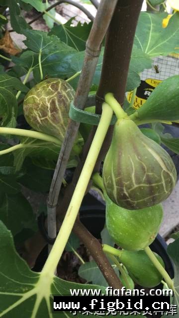 黑白山口/白黑山口 Coll de Dama Blanca-Negra 2025-04-24 无花果 标价为单芽价格 满50包邮