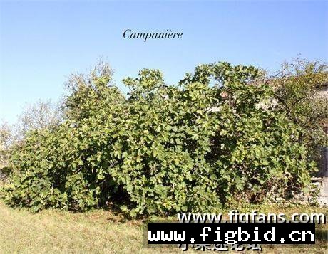铃声/坎帕尼尔 Campaniere FdM 无花果 标价为单芽价格 满50包邮