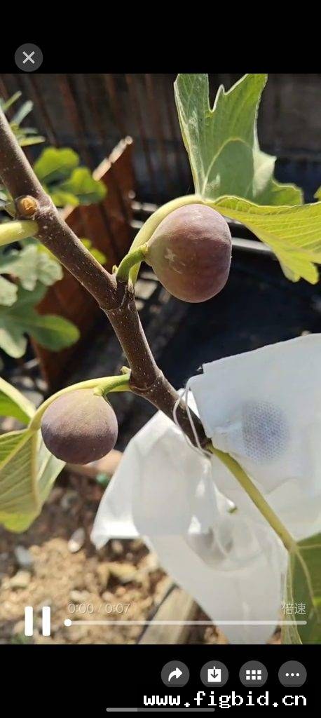 哈瓦/CTH Cap Terra Hava 无花果 标价为单芽价格 满50包邮