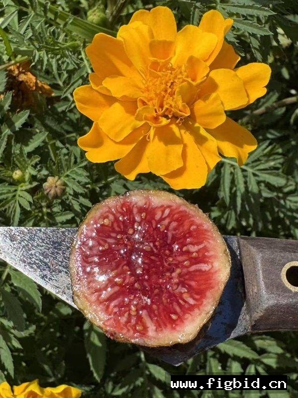 孔德 Conde FdM 无花果 标价为单芽价格 满50包邮