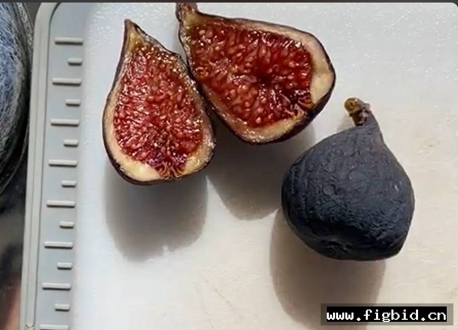 以色列黑 Israeli Black 无花果 标价为单芽价格 满50包邮