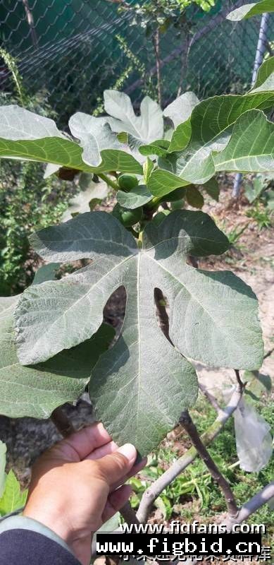 雅典娜 Athena 无花果 标价为单芽价格 满50包邮