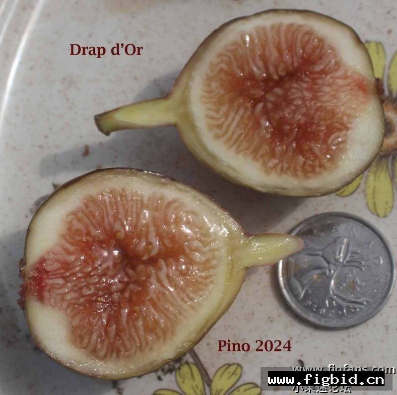 丝绸/金色丝绸/德普多尔 Drap d’Or (Pino) 无花果 标价为单芽价格 满50包邮