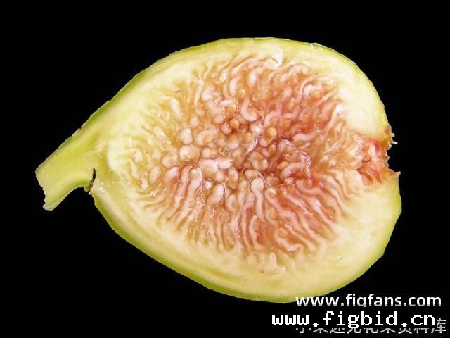 丹尼的喜悦 Danny's Delight 无花果 标价为单芽价格 满50包邮