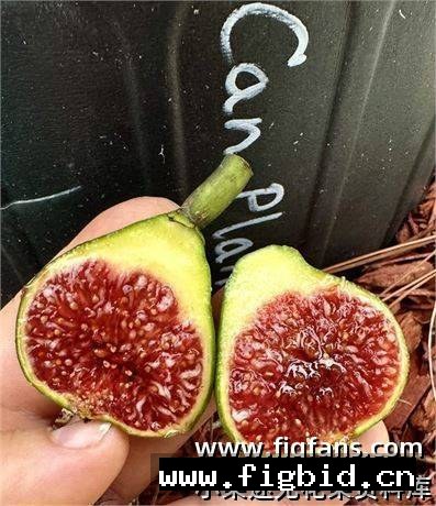 行星 Can Planetes FdM 无花果 标价为单芽价格 满50包邮