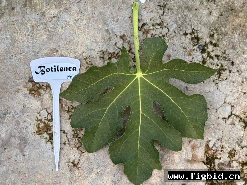 波提冷卡/瓶子 Botilenca 无花果 标价为单芽价格