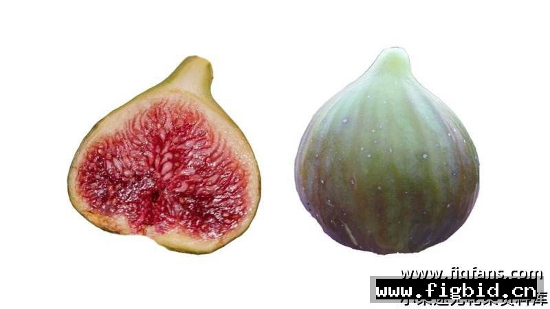 莫罗德布/MdB Morro de Bou 无花果 标价为单芽价格 满50包邮